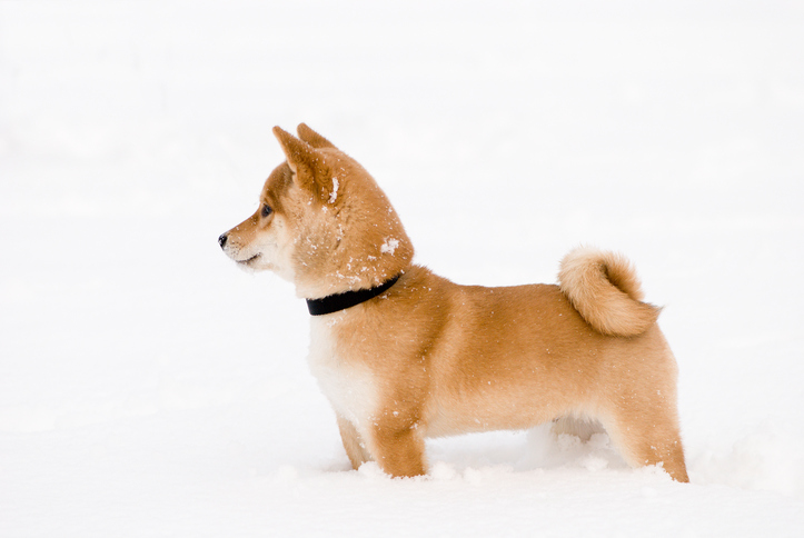 Snow puppy