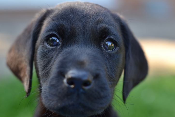 watchful lab puppy