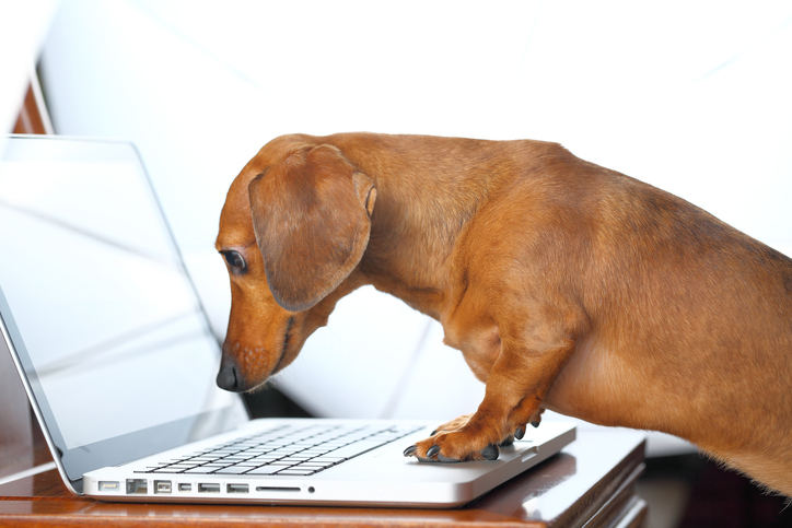 a puppy reading the lookup stats