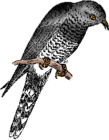 cuckoo definition of cuckoo by merriam webster