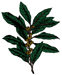 laurel definition of laurel