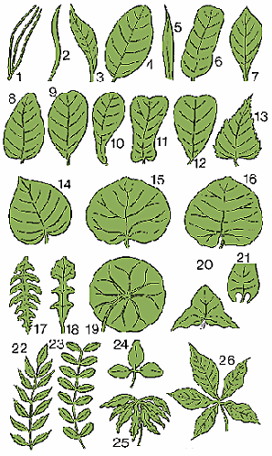 leaf definition of leaf by merriam webster