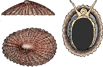limpet definition of limpet