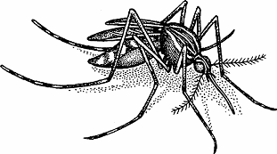 mosquito definition of mosquito by merriam webster