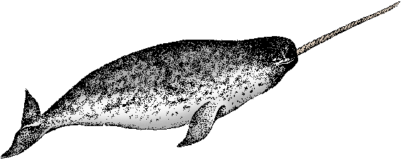 narwhal definition of narwhal by merriam webster