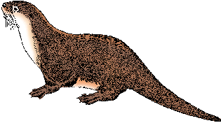 illustration of otter