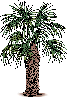 palmetto definition of palmetto