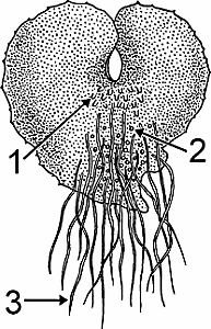 prothallus definition of prothallus by merriam webster