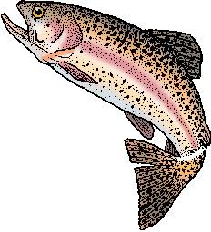 rainbow trout definition of