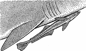 Illustration of remora