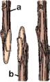 Graft | Definition of Graft by Merriam-Webster Graft | Definition of Graft by Merriam-Webster