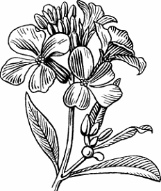 Wallflower