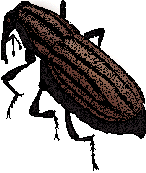 weevil.gif