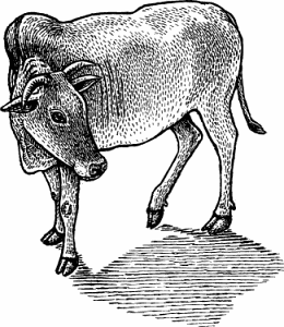 zebu definition of zebu by merriam webster